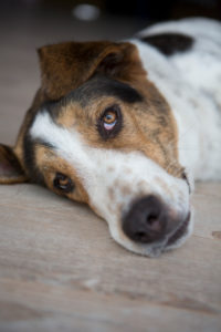 Mischlingshund, Portrait Mischlingshund, Portrait